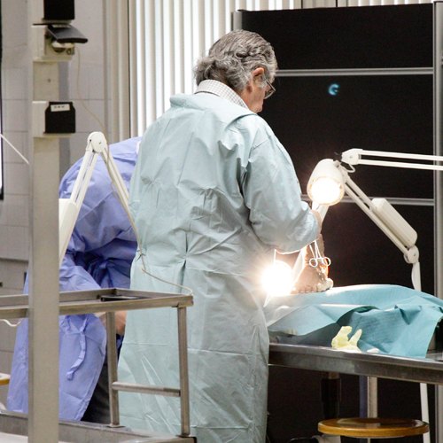 Máster en Psicogeriatría